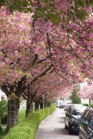 Kirschblüte